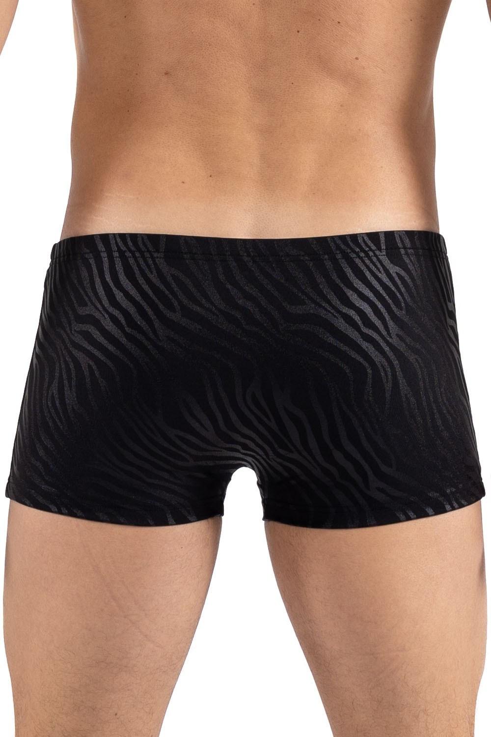 Boxer noir gold Zebra – Image 3